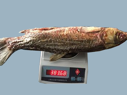 微波真空低溫干燥的 青魚(yú)干